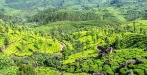 Tea plantation