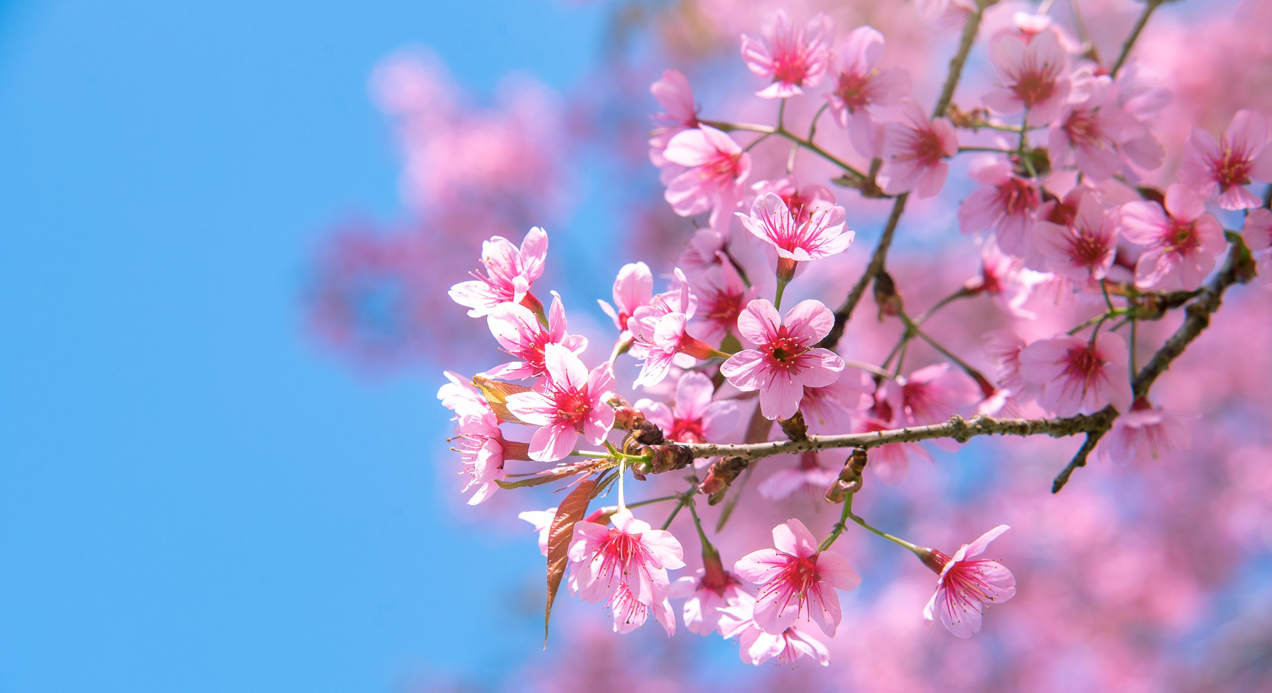 What Is an Ayurvedic Seasonal Cleanse? Benefits, Timing, and Basics