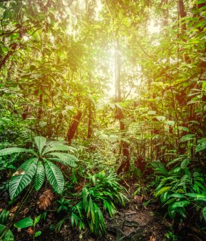 Basse,Terre,Jungle,In,Guadeloupe,,Caribbean