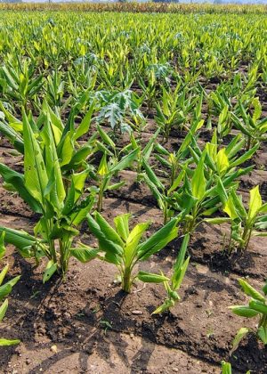 Turmeric,Tree,Farm,For,Spice,Harvest,Food,Environment,Farming,Photo