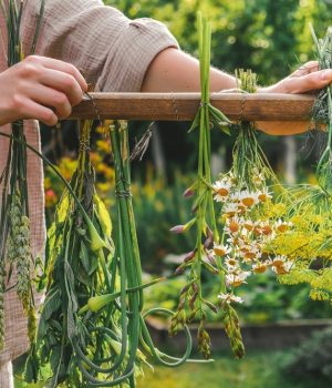 Aromatherapy,herbal,Gathering,And,Drying,herbal,Apothecary,Aesthetic,organic,Alternative,Medicine,herbalism,incense,And,Mental